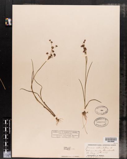 Juncus articulatus