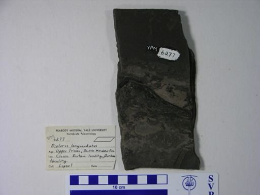 Diplurus longicaudatus