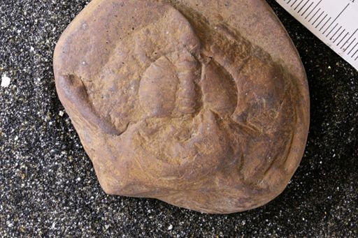 Euproops danae