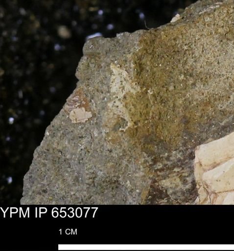 undet. Mollusca