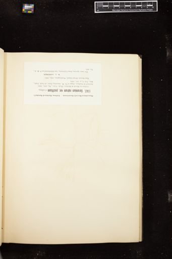 Ceramium rubrum var. pacificum