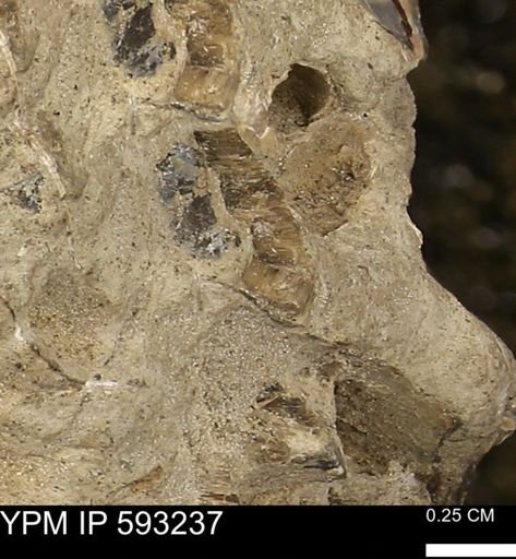 Inoceramus cuneatus