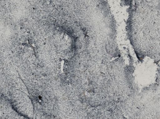 Trichomonas wenrichi