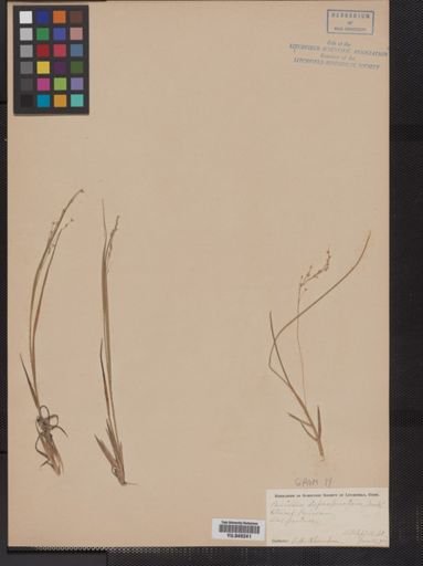 Panicum depauperatum