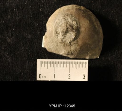 Isorophus cincinnatiensis