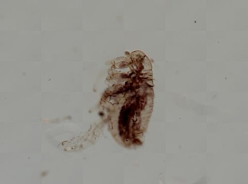 Pulex irritans