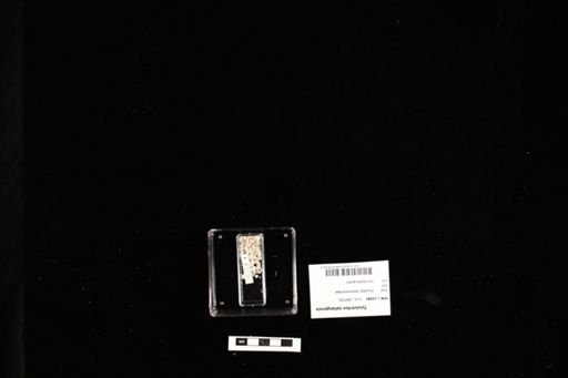 Tylototriton taliangensis