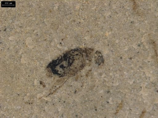 Coleoptera