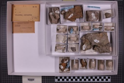 mixed taxa, stratigraphic collection