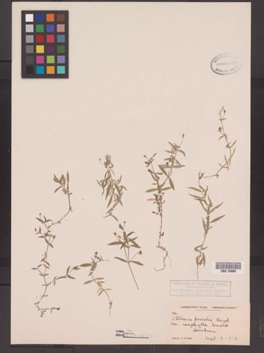 Stellaria calycantha