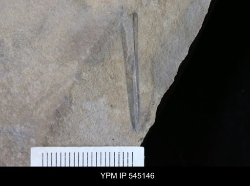 undet. Eurypterida