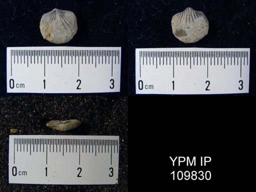Anoplotheca hemispherica