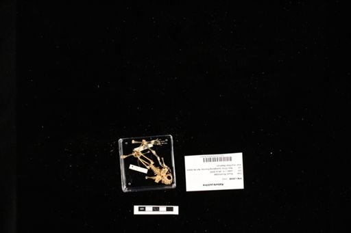 Kaloula pulchra