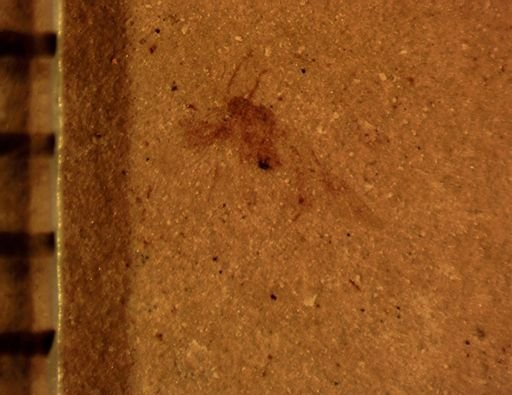 Psocoptera?