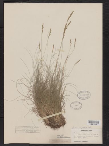 Festuca capillata