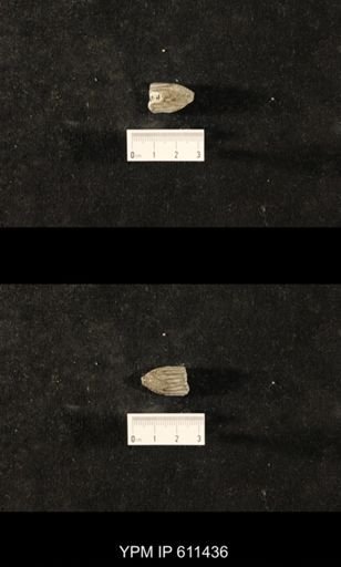 Glyptocrinus decadactylus