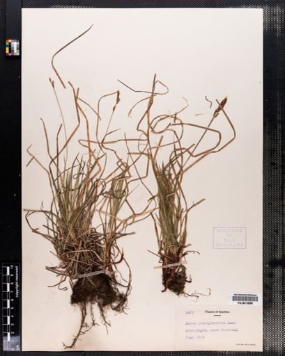 Carex pensylvanica