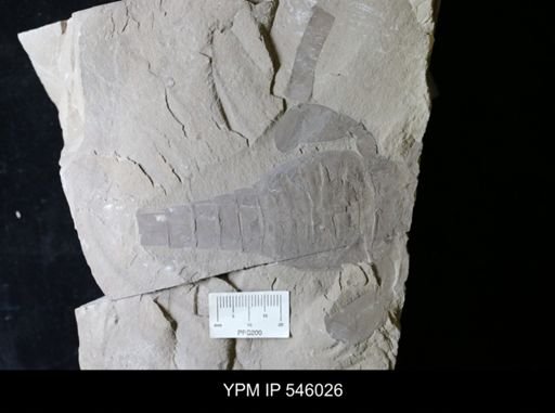 Eurypterus sp.