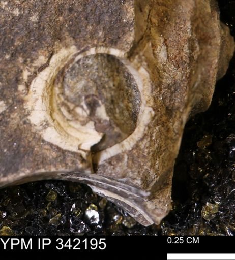 undet. Mollusca