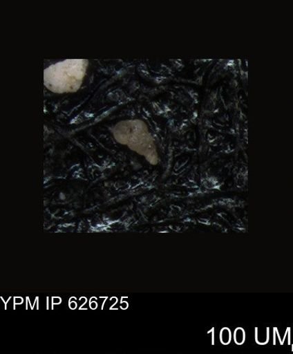 undet. Foraminiferida