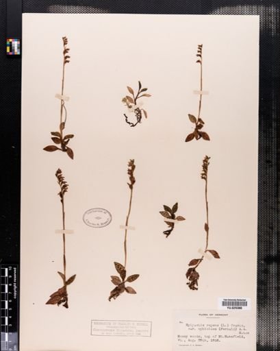 Plantae