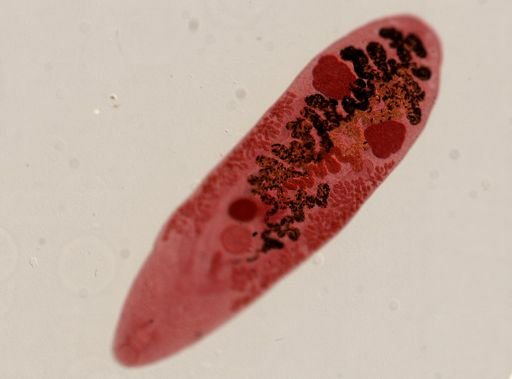 Platyhelminthes
