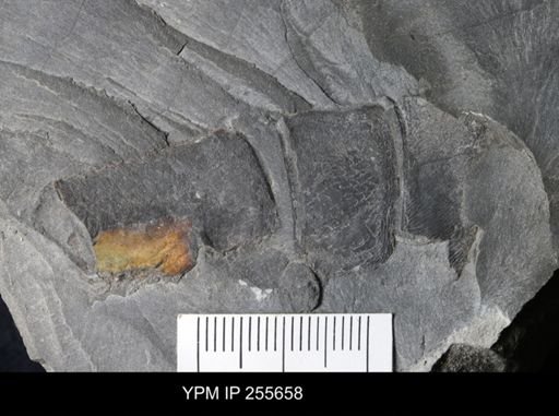 Eurypterida
