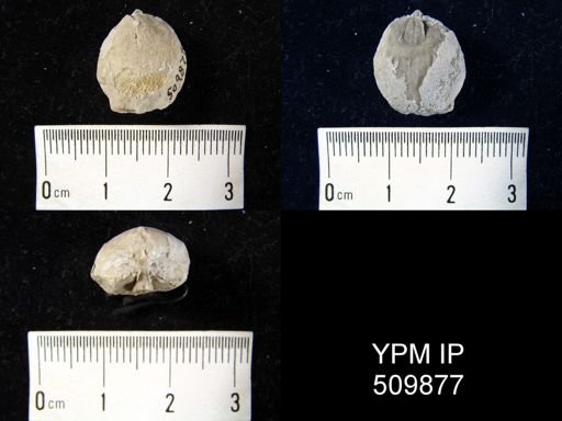 undet. Orthida