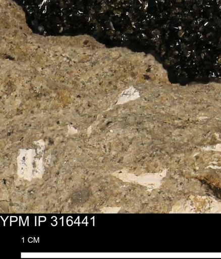 undet. Mollusca