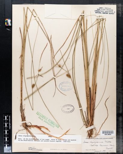 Carex oligosperma
