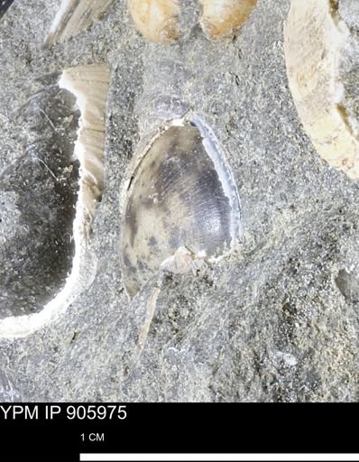 undet. Mollusca