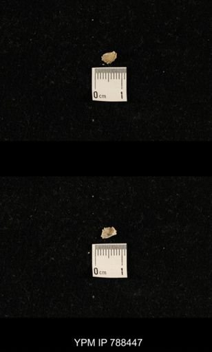 undet. Brachiopoda