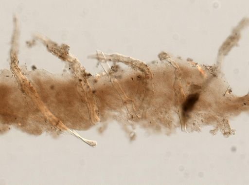 Aplysilla sp.