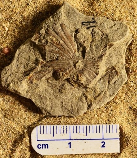 Annularia stellata