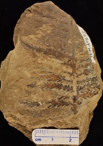 Pecopteris montanensis