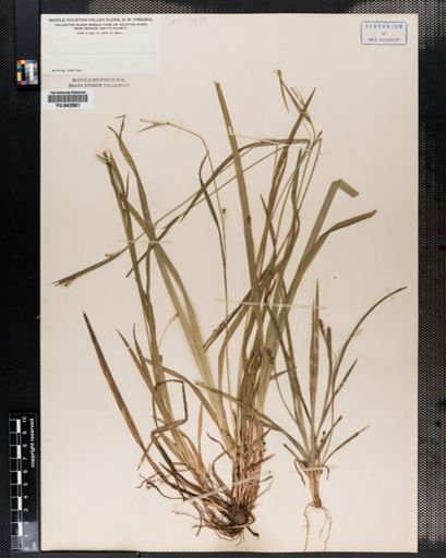 Carex