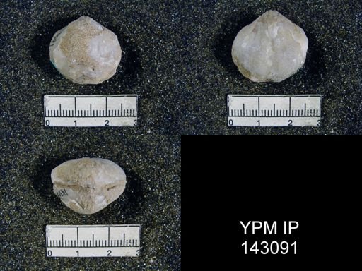 Athyris capillata