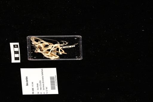 Rana clamitans