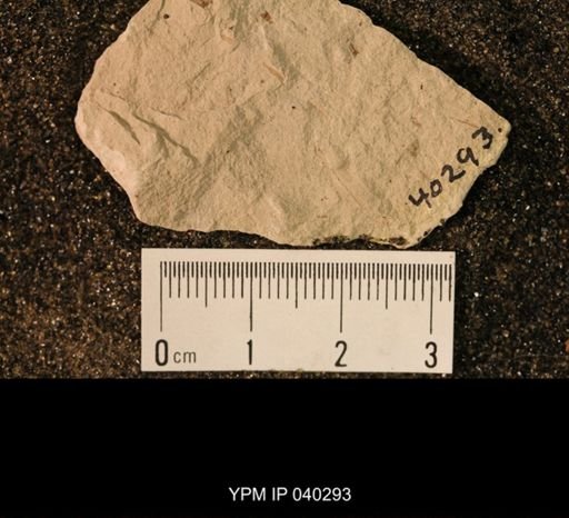 Paleuthygramma acuta