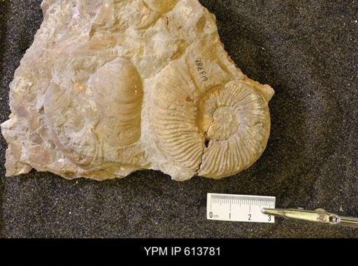undet. Collignoniceratidae