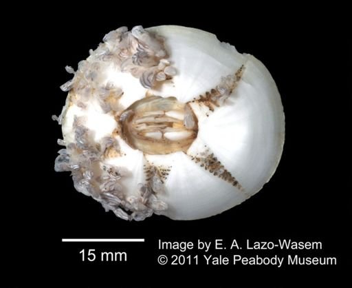 Chelonibia testudinaria