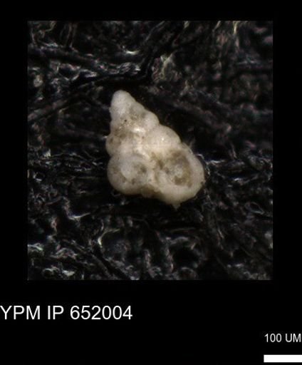 undet. Heterohelicidae