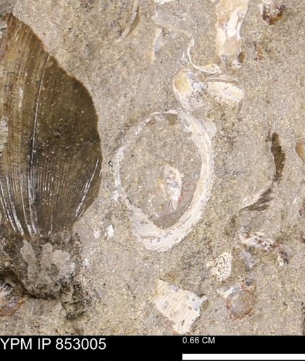 Limopsis striatopunctatus