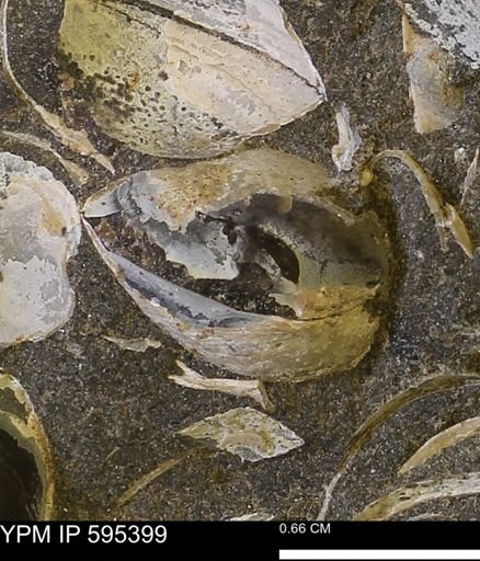 Protocardia sp.