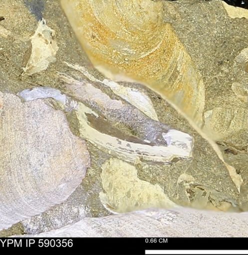 Protocardia?