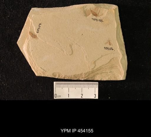 undet. Blattaria