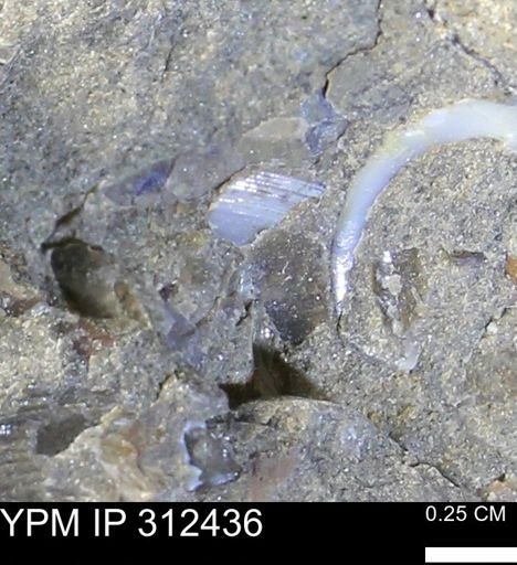 undet. Bivalvia