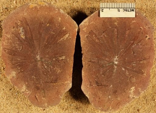 Annularia