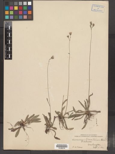 Hieracium florentinum
