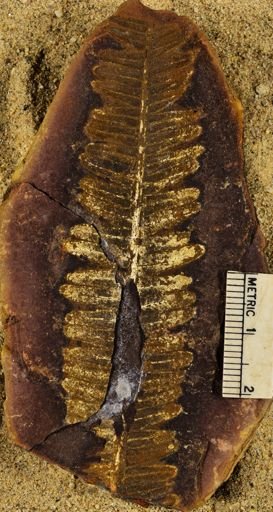 Pecopteris